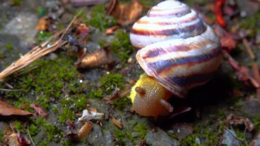 A large snail crawls at night after rain in search of food