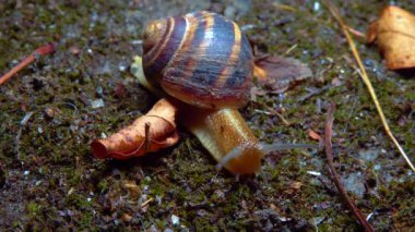 A large snail crawls at night after rain in search of food