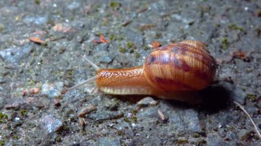 A large snail crawls at night after rain in search of food