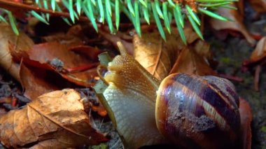 A large snail crawls at night after rain in search of food