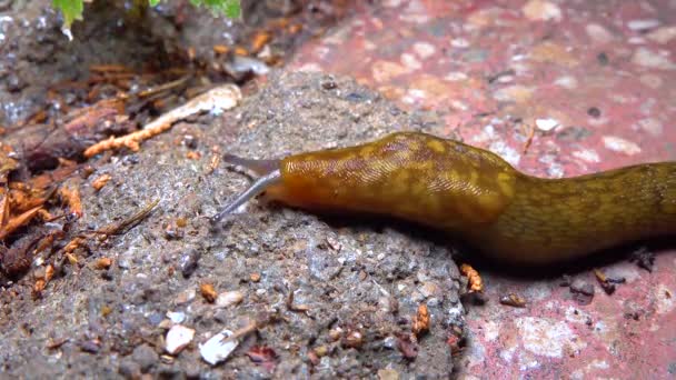 Slug Land Slug Crawls Night Rain Search Food — Stockvideo