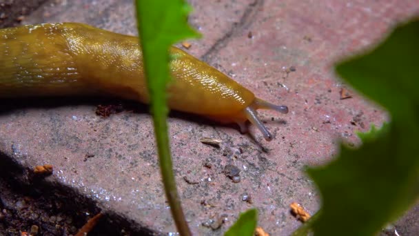 Slug Land Slug Crawls Night Rain Search Food — Stock video