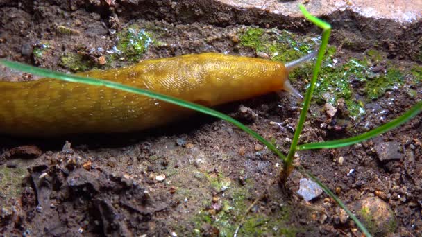 Slug Land Slug Crawls Night Rain Search Food — Stockvideo
