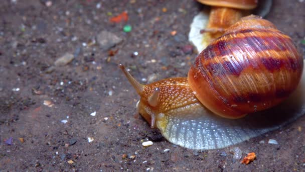 Large Snail Crawls Night Rain Search Food — Stock videók