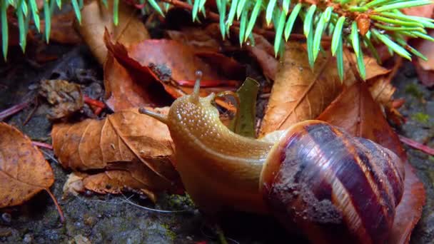 Large Snail Crawls Night Rain Search Food — Vídeo de Stock