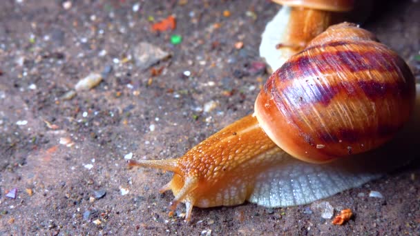 Large Snail Crawls Night Rain Search Food — 비디오