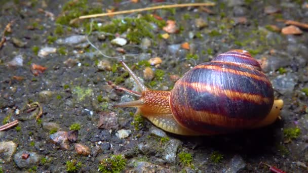 Large Snail Crawls Night Rain Search Food — Stock video