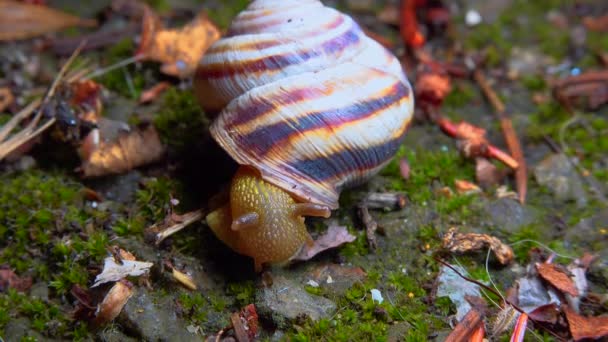 Large Snail Crawls Night Rain Search Food — Vídeos de Stock