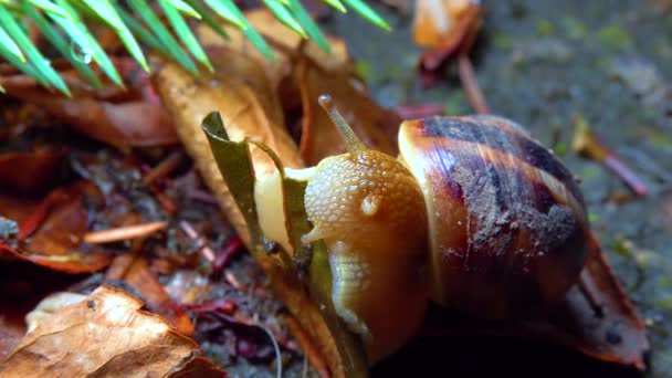 Large Snail Crawls Night Rain Search Food — Video