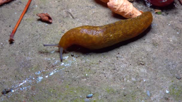 Slug Land Slug Crawls Night Rain Search Food — Stock Video