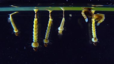 Culex pipiens (the common house mosquito or northern house mosquito) is a species of blood-feeding mosquito of the family Culicidae