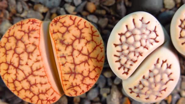 Mesembs Lithops Gracilidelineata Lithops Bromfeldii South African Plant Namibia Botanical — Wideo stockowe