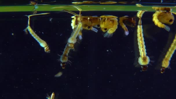 Culex Piens Κουνούπι Κουνούπι Της Οικογένειας Culicidae Είναι Ένα Είδος — Αρχείο Βίντεο