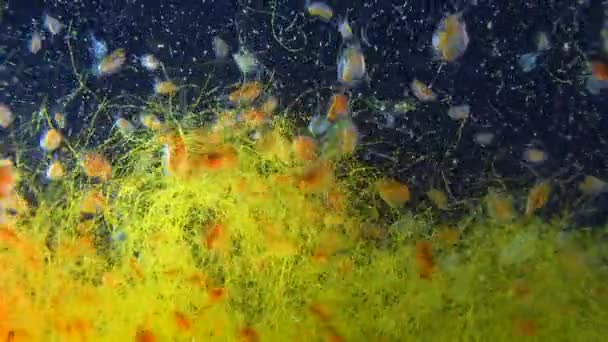 Daphnia Magna Crustacea Cladocera Маленький Планктонний Ракован — стокове відео