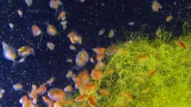 (Daphnia magna, Crustacea, Cladocera), small planktonic crustacean 