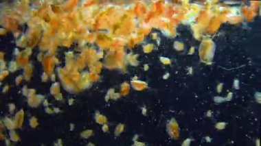 (Daphnia magna, Crustacea, Cladocera), small planktonic crustacean 