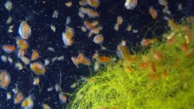 (Daphnia magna, Crustacea, Cladocera), small planktonic crustacean 