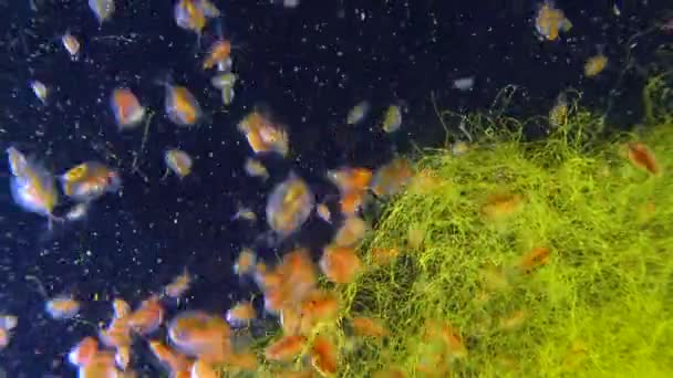 Daphnia Magna Crustacea Cladocera Small Planktonic Crustacean — 图库视频影像