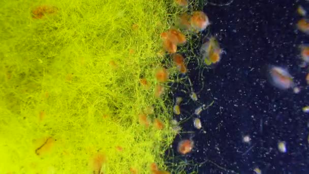 Daphnia Magna Crustacea Cladocera Small Planktonic Crustacean — ストック動画