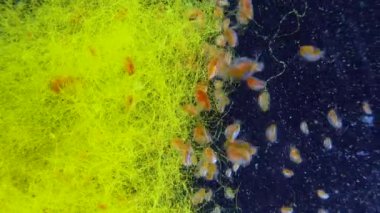 (Daphnia magna, Crustacea, Cladocera), small planktonic crustacean 