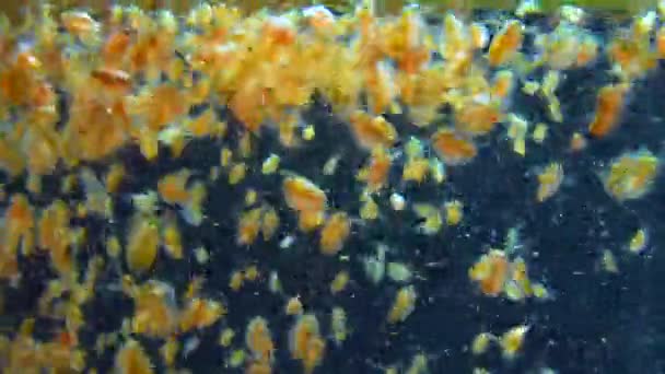 Daphnia Magna Crustacea Cladocera Small Planktonic Crustacean — Stok video