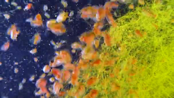 Daphnia Magna Crustacea Cladocera Маленький Планктонний Ракован — стокове відео