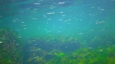 A flock of small fish (Atherina pontica) catches food above the thickets of green and red algae. Black Sea, Odessa Bay