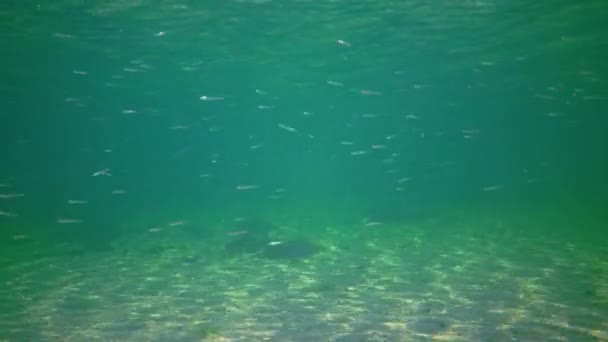 Flock Small Fish Atherina Pontica Catches Food Sandy Seabed Black — Vídeo de stock