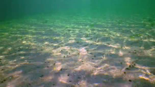 Sun Glare Sandy Bottom Many Hermit Crabs Crawl Diogenes Pugilator — стокове відео