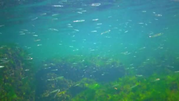Flock Small Fish Atherina Pontica Catches Food Thickets Green Red — Αρχείο Βίντεο