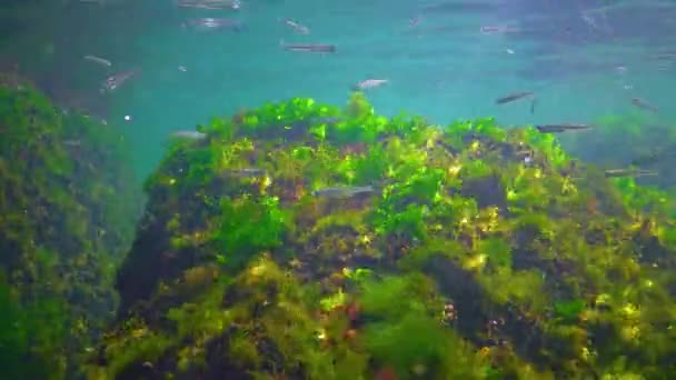 Flock Small Fish Atherina Pontica Catches Food Thickets Green Red — Stock videók