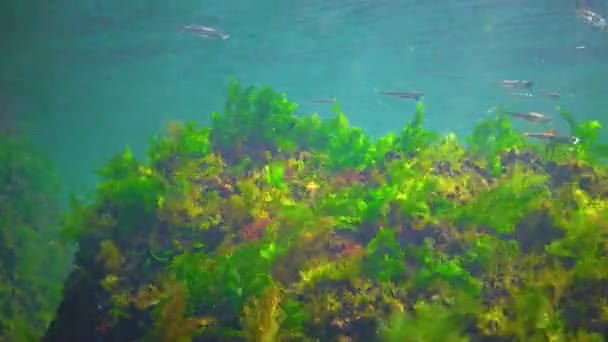 Flock Small Fish Atherina Pontica Catches Food Thickets Green Red — Video