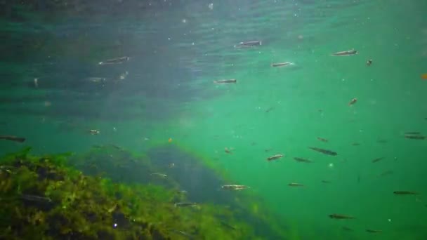 Flock Small Fish Atherina Pontica Catches Food Thickets Green Red — ストック動画