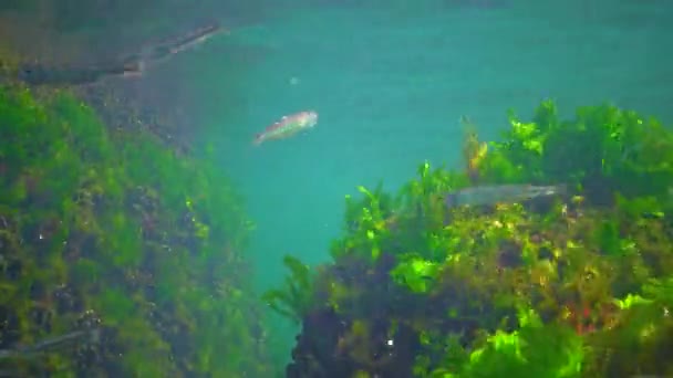 Flock Small Fish Atherina Pontica Catches Food Thickets Green Red — Vídeo de Stock