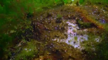 Colonies of fouling blue-green algae on rocks release oxygen into the water, Black Sea