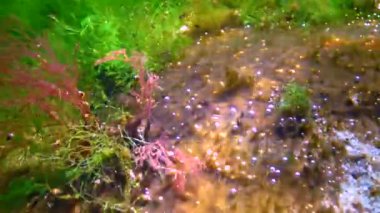 Colonies of fouling blue-green algae on rocks release oxygen into the water, Black Sea