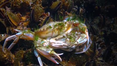 Reproduction of crabs (Liocarcinus holsatus, Portunidae), Male and female before mating, Black Sea