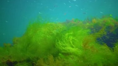 Green algae (Cladophora, Enteromorpha, Ulva) grow on rocks at the bottom in the Black Sea