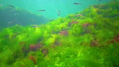 A flock of small fish (Atherina pontica) catches food above the thickets of green and red algae. Black Sea, Odessa Bay