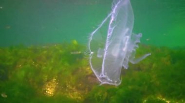 Aurelia aurita (moon jelly, moon jellyfish, common jellyfish, or saucer jelly), Black Sea, the Gulf of Odessa