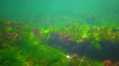 A flock of small fish (Atherina pontica) catches food above the thickets of green and red algae. Black Sea, Odessa Bay