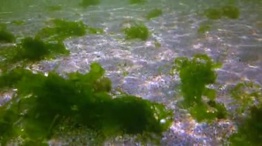 Bushes of green algae sway on the rocks on the seabed, the Black Sea