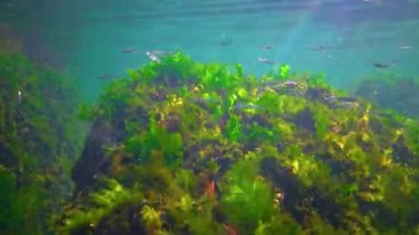 A flock of small fish (Atherina pontica) catches food above the thickets of green and red algae. Black Sea, Odessa Bay