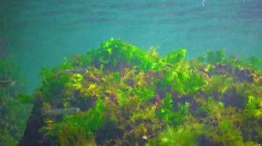 A flock of small fish (Atherina pontica) catches food above the thickets of green and red algae. Black Sea, Odessa Bay