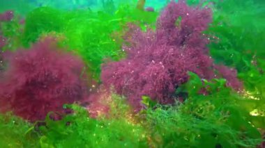 Green, red and brown algae on underwater rocks (Enteromorpha, Ulva, Ceramium, Polisiphonia), Black Sea