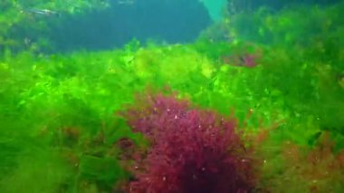 Green, red and brown algae on underwater rocks (Enteromorpha, Ulva, Ceramium, Polisiphonia), Black Sea