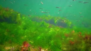 A flock of small fish (Atherina pontica) catches food above the thickets of green and red algae. Black Sea, Odessa Bay