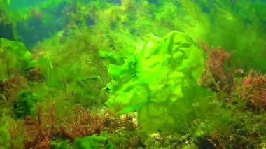 Su altı kayaları üzerinde yeşil ve kırmızı algler (Enteromorpha, Ulva, Seramium, Polisiphonia), Karadeniz