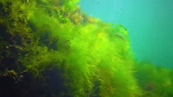 Green Algae Cladophora Enteromorpha Ulva Grow Rocks Bottom Black Sea — стоковое видео