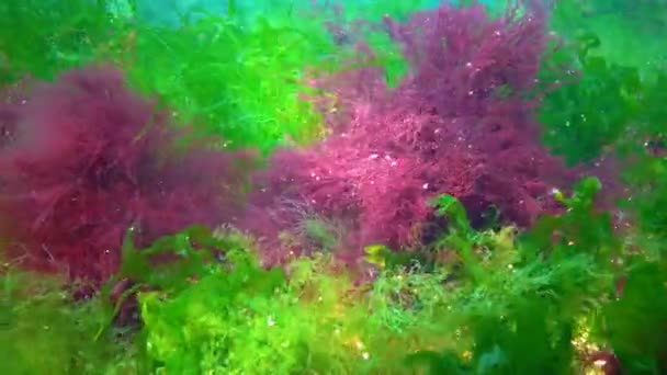 Green Red Brown Algae Underwater Rocks Enteromorpha Ulva Ceramium Polisiphonia — Stockvideo
